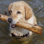 zdjęcie psa w wodzie, golden retriver siedzi w wodzie z dużym patykiem w pysku, przypięta smycz do szelek luźno płynie