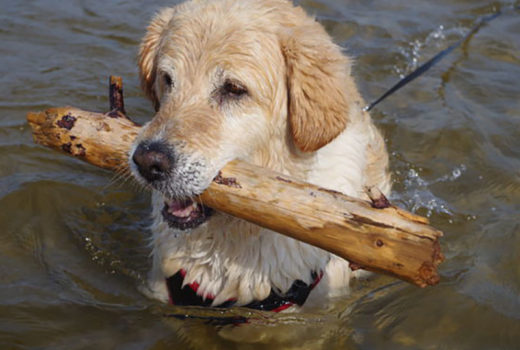 zdjęcie psa w wodzie, golden retriver siedzi w wodzie z dużym patykiem w pysku, przypięta smycz do szelek luźno płynie