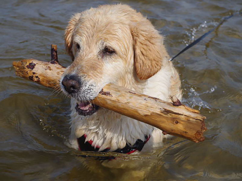 zdjęcie psa w wodzie, golden retriver siedzi w wodzie z dużym patykiem w pysku, przypięta smycz do szelek luźno płynie