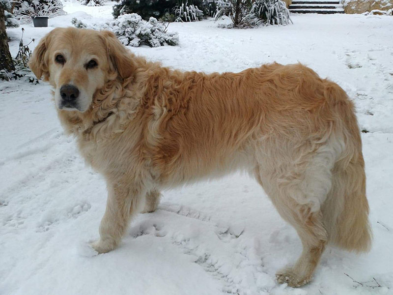 zdjęcie psa w zimie, złoty golden retriver stoi bokiem, przygląda się fotografującemu