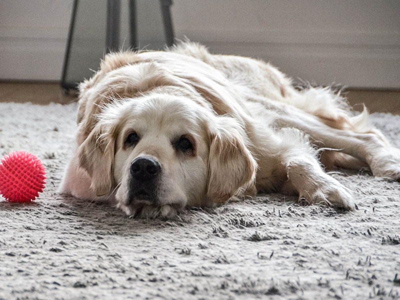 zdjęcie psa w pokoju, golden retriver leży na dywanie, obok różowa piłeczka