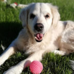 zdjęcie psa, golden retriver leży na trawie, obok różowa piłeczka