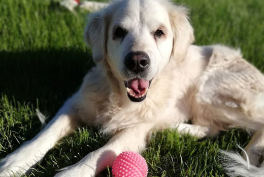 zdjęcie psa, golden retriver leży na trawie, obok różowa piłeczka