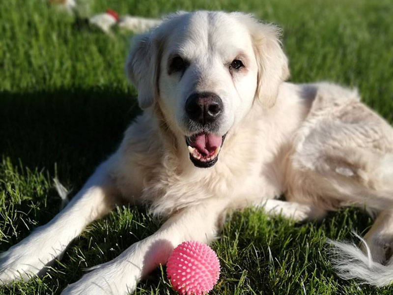 zdjęcie psa, golden retriver leży na trawie, obok różowa piłeczka