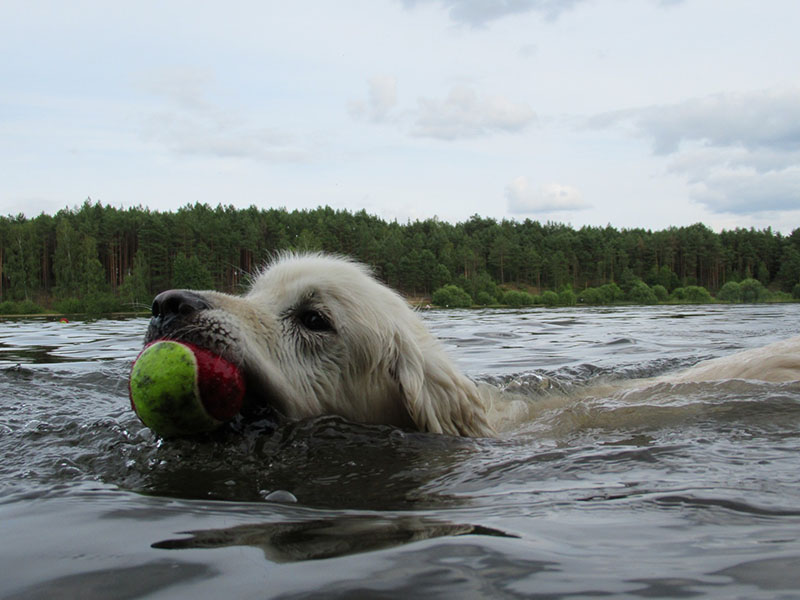 zdjęcie psa w wodzie, golden retriever płynie z piłką w pysku