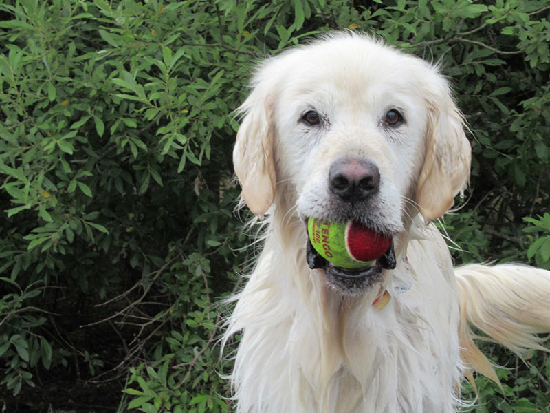 zdjęcie jasnego psa na tle krzaków, golden retriever z piłką w pysku, wpatrzona w obiektyw