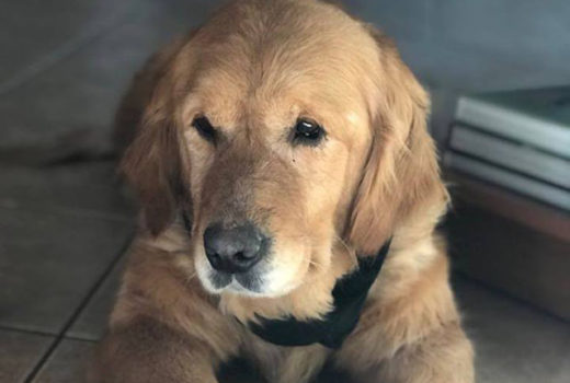zdjęcie psa w pomieszczeniu, złoty golden retriever leży na podłodze wpatrzony gdzieś za fotografującego,