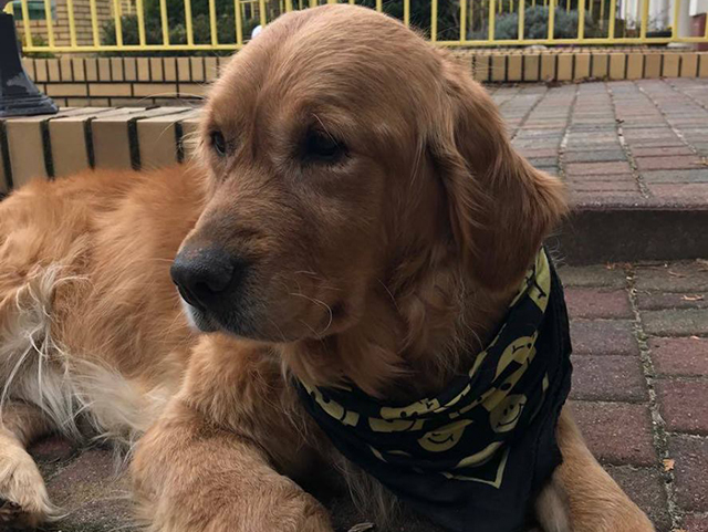 zdjęcie psa na ulicy, złoty golden retriver leży na chodniku, na szyji ma zawiązaną chustę