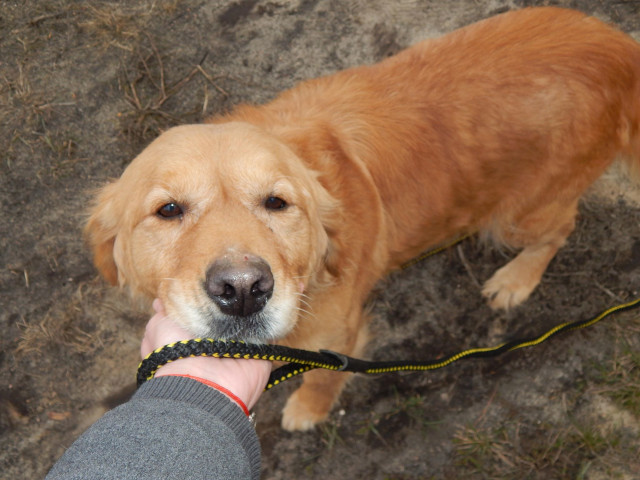 zdjęcie psa, złoty golden retriver stoi przed opiekunem i trzyma pysk na dłoni, wpatrzona w obietyw