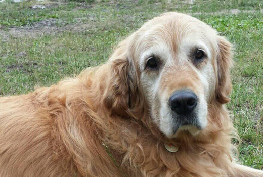 zdjęcie psa, złoty golden retriver leży wpatrzony w obiektyw, widoczna wyraźna siwa maska na pysku, spod futra wystaje fundacyjna adresówka