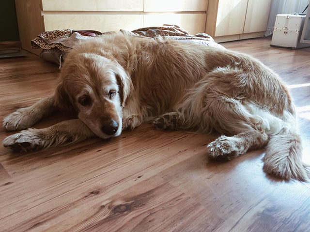 zdjęcie psa w pomieszczeniu, złoty golden retriver lśpi na podłodze, widoczna wyraźna siwa maska na pysku, w tle puste posłanie