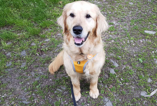 zdjęcie psa na spacerze, złoty golden retriver siedzi na ścieżce wpatrzony w obiektyw, na szelkach wisi pomarańczowa adresówka