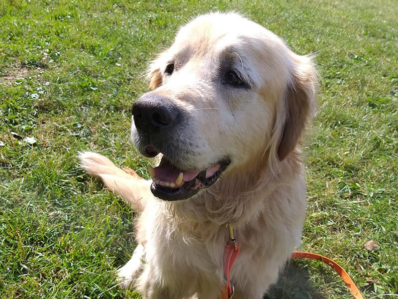 zdjęcie psa, golden retriver siedzi na trawie, pomarańczowa smycz luźno leży, słoneczny dzień