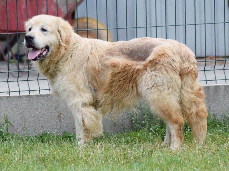 zdjęcie psa na wybiegu, złoty golden retriver stoi na trawie przy ogrodzeniu, widoczne zmiany skórne w tylniej części ciała