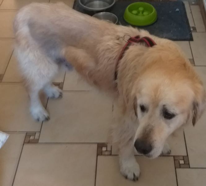 lekko nieostre zdjęcie psa w pomieszczniu, złoty golden retriever w szelkach stoi na kafelkach, widoczne wyraźne zmiany skórne w tylniej częsci ciała, w tle miska spowalniająca jedzenie