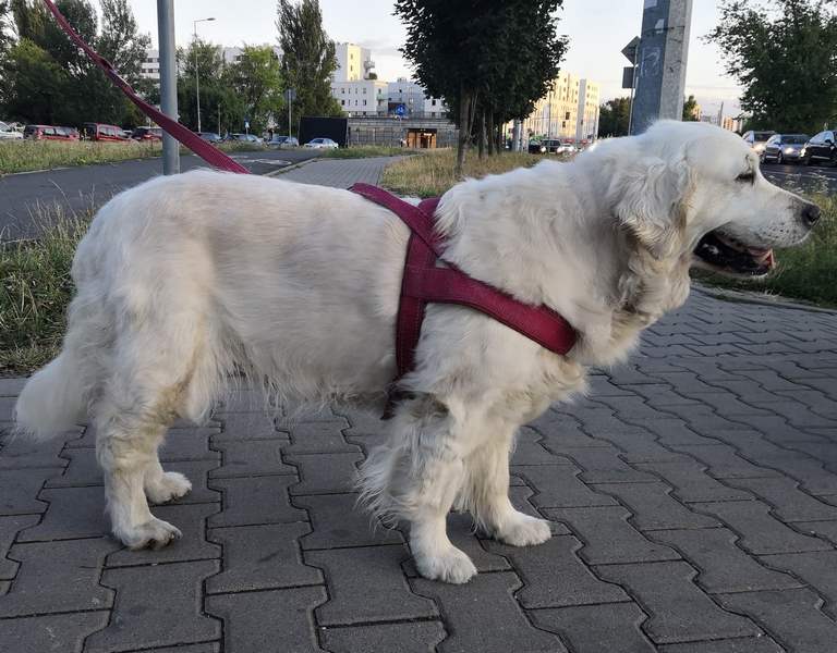 zdjęcie psa na spacerze, biały golden retriever stoi bokiem na chodzniku, jest zapięty w bordowe szelki