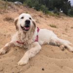 zdjęcie psa na plaży, golden retriever leży na piasku, w tle wydmy, pochmurny dzień