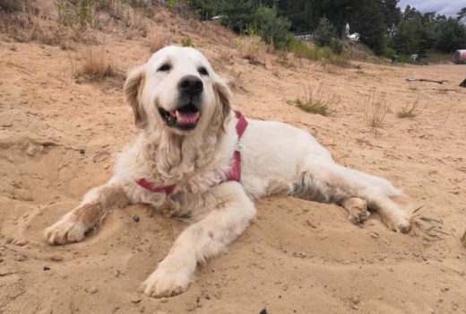 zdjęcie psa na plaży, golden retriever leży na piasku, w tle wydmy, pochmurny dzień