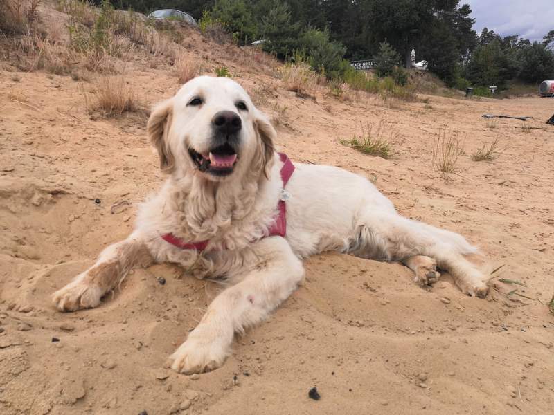 zdjęcie psa na plaży, golden retriever leży na piasku, w tle wydmy, pochmurny dzień