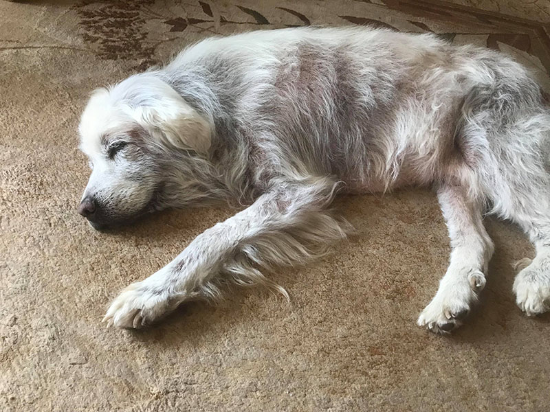 zdjęcie psa, golden retriever śpi na boku, widoczne zmiany skórne na całym ciele