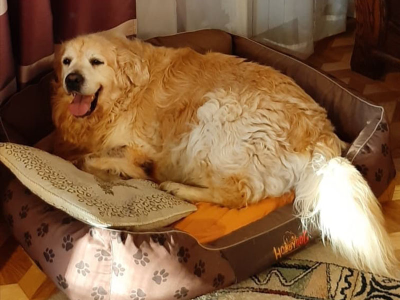 zdjęcie psa z nadwagą, złoty golden retriever odpoczywa w legowisku