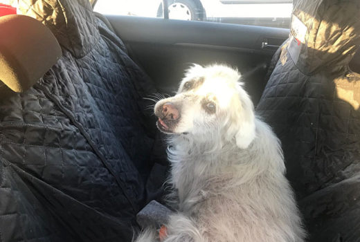 zdjęcie psa w aucie, biały golden retriever na tylnym siedzeniu, widoczne zmiany skórne na całym ciele