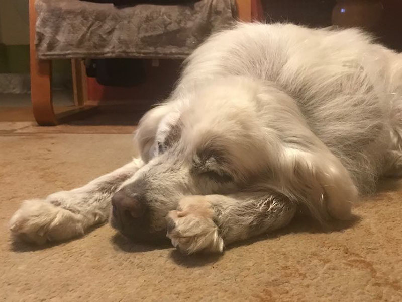 zdjęcie psa, golden retriever śpi, widoczne zmiany skórne na głowie