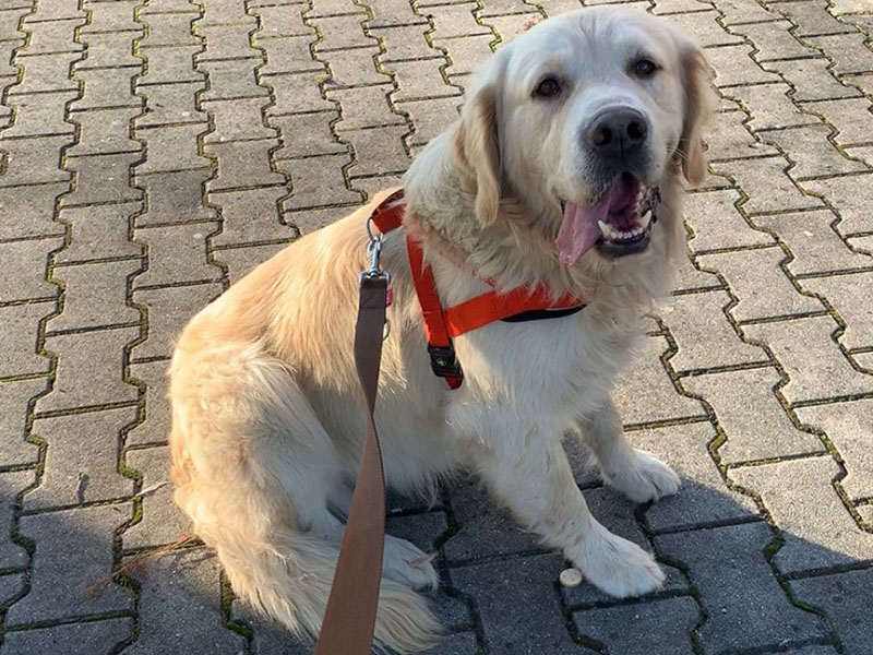 zdjęcie psa w czerwonych szelkach, na smyczy, golden retriever siedzi na chodniku