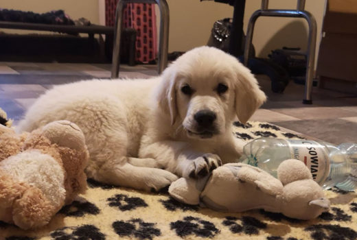 zdjęcie psa, golden retriever, szczeniak