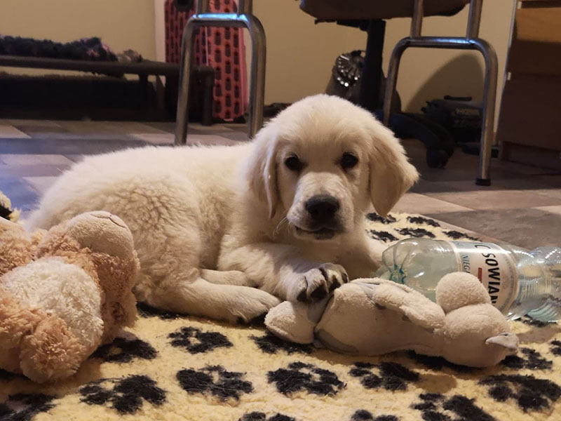 zdjęcie psa, golden retriever, szczeniak