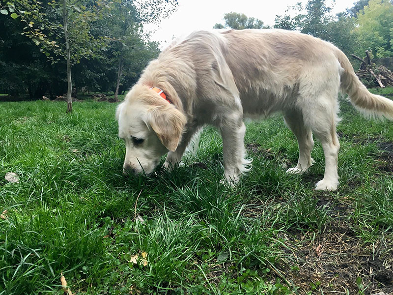 zdjęcie psa, golden retriever wącha trawę