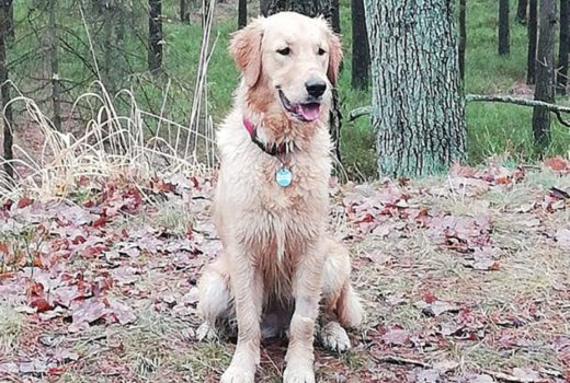 zdjęcie psa, golden retriever siedzi