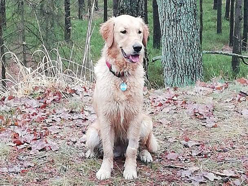 zdjęcie psa, golden retriever siedzi