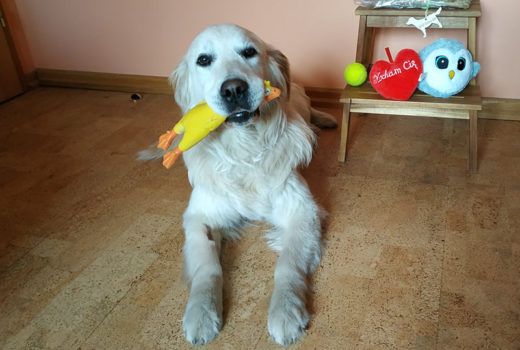 zdjęcie psa, golden retriever z gumowym kurczakiem w pysku
