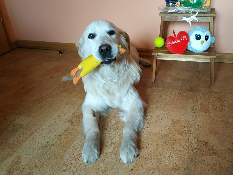 zdjęcie psa, golden retriever z gumowym kurczakiem w pysku