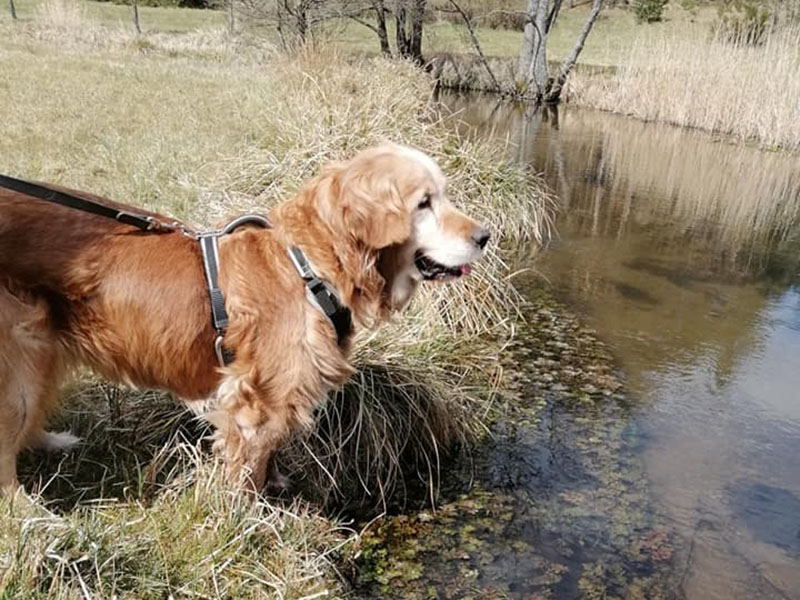 zdjęcie psa, golden retriever nad wodą