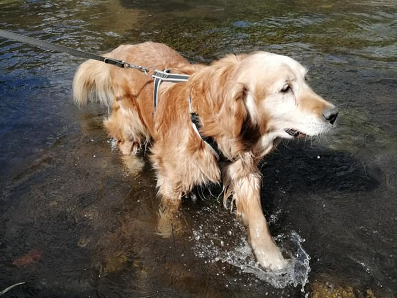 zdjęcie psa, golden retriever w wodzie