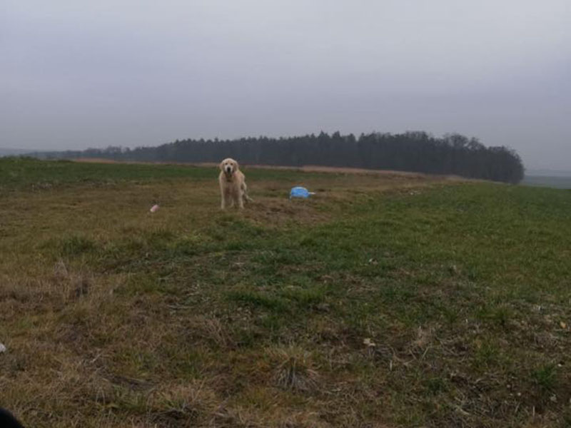 zdjęcie psa, golden retriever stoi na łące