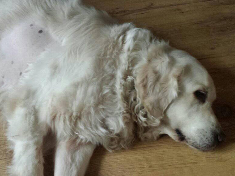 zdjęcie psa, golden retriever śpi