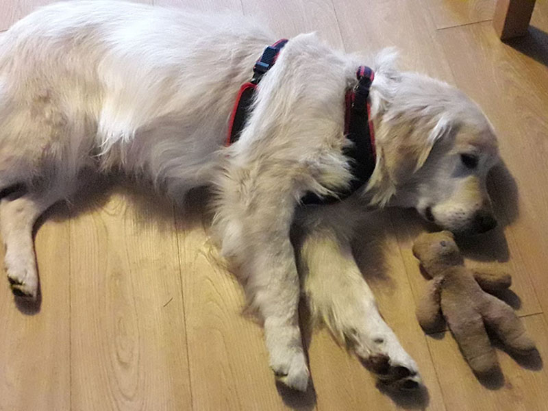 zdjęcie psa, golden retiriever leży na podłodze z maskotką