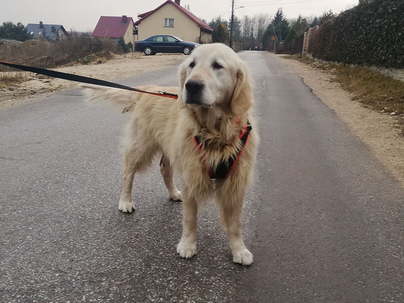zdjęcie psa, golden retriever stoi na ulicy