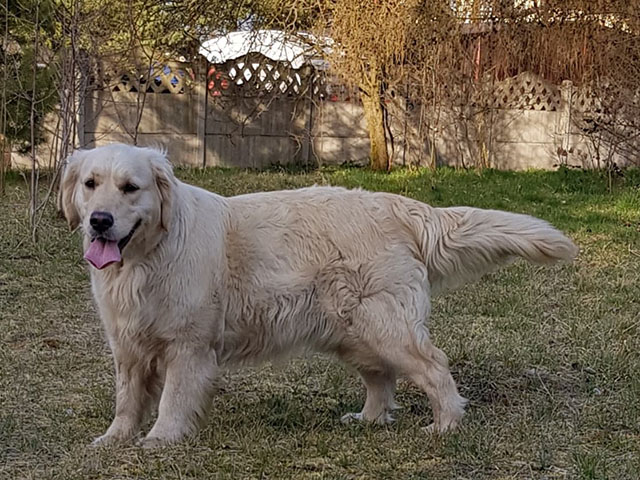 zdjęcie psa, golden retriever stoi